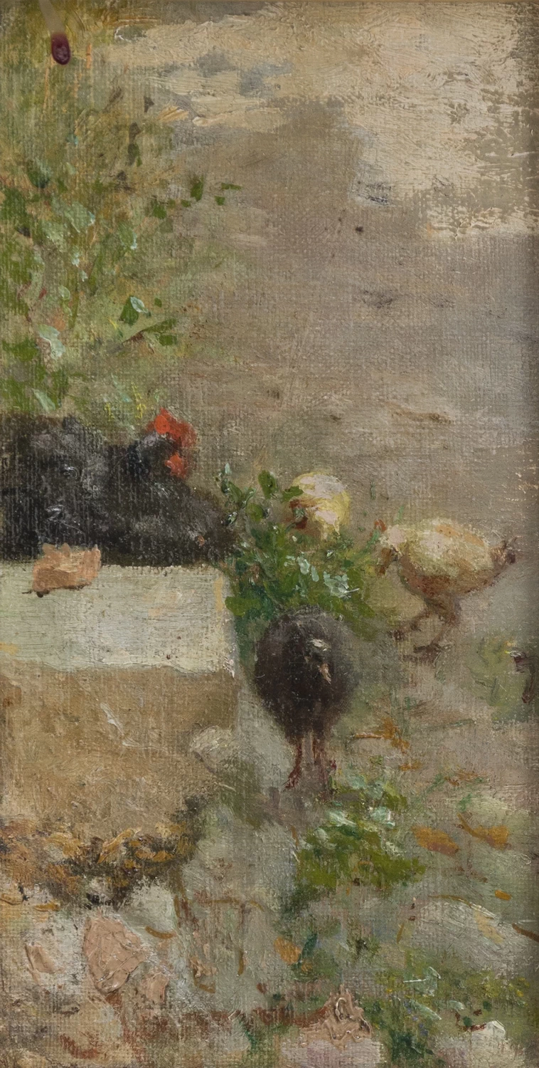 Gallo e galline